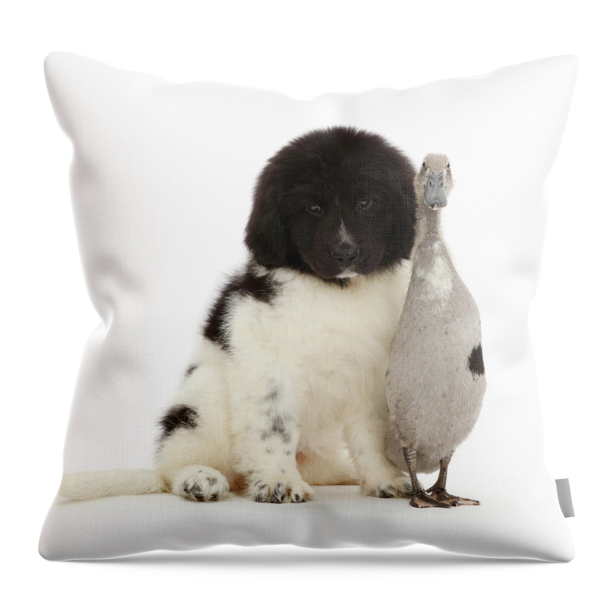 Indian Runner Duck Throw Pillow featuring the photograph Fluff and feather together. by Warren Photographic