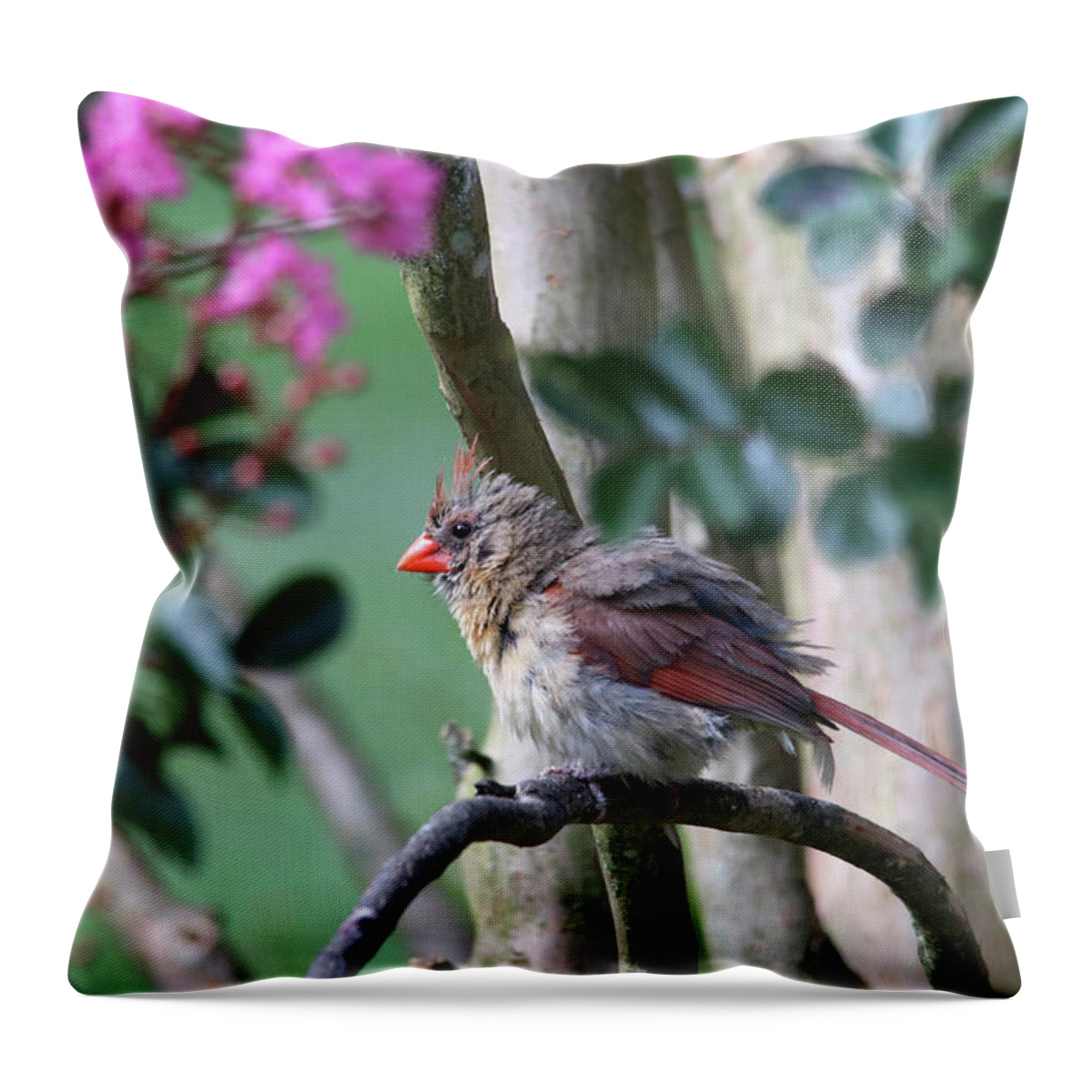 Birds Throw Pillow featuring the photograph Fluffy Female Cardinal by Trina Ansel