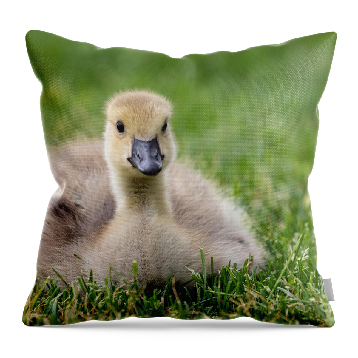 Photography Throw Pillow featuring the photograph Fluffy Gosling by Alma Danison
