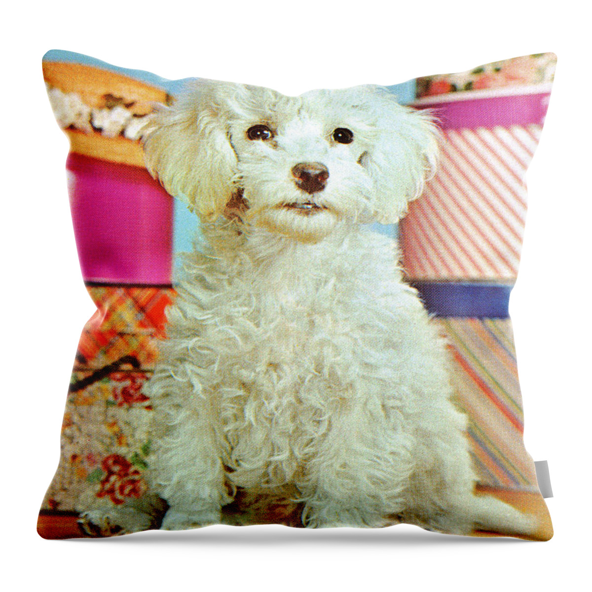 Animal Throw Pillow featuring the drawing Fluffy White Dog by CSA Images