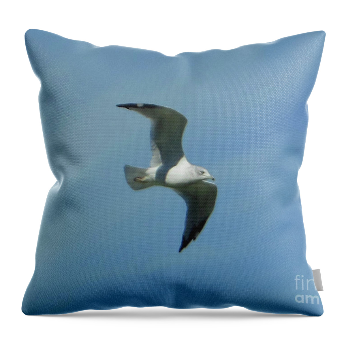 Flying Seagull Throw Pillow featuring the photograph Flying Seagull by Rockin Docks