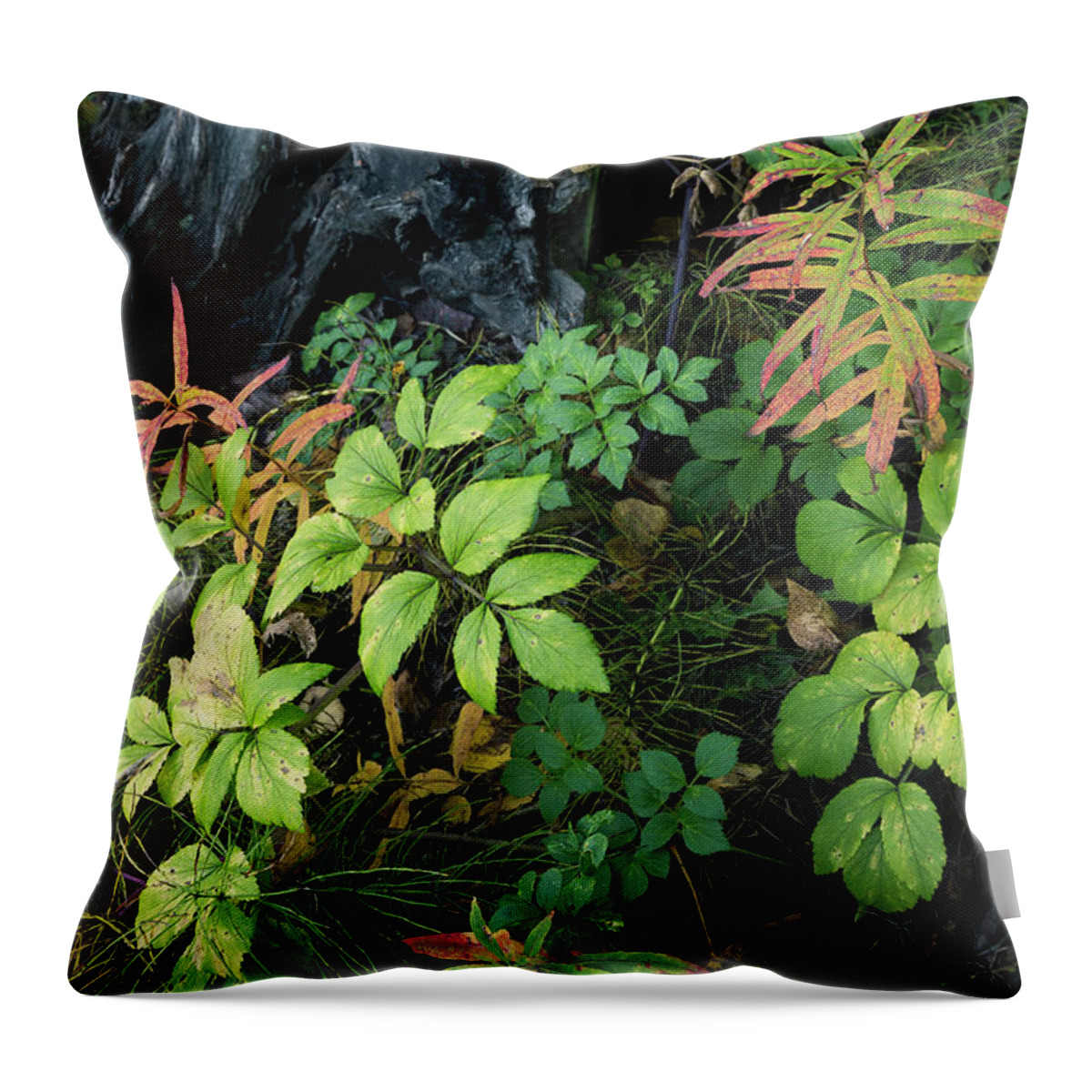 Alaska Throw Pillow featuring the photograph Forest Floor in Early Autumn by Tim Newton