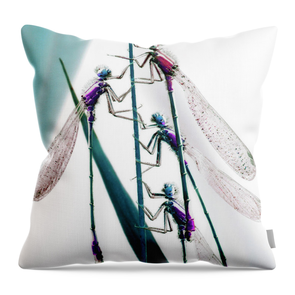 Grass Throw Pillow featuring the photograph Four Dragonflies Sit Upright On Stem by Win-initiative/neleman