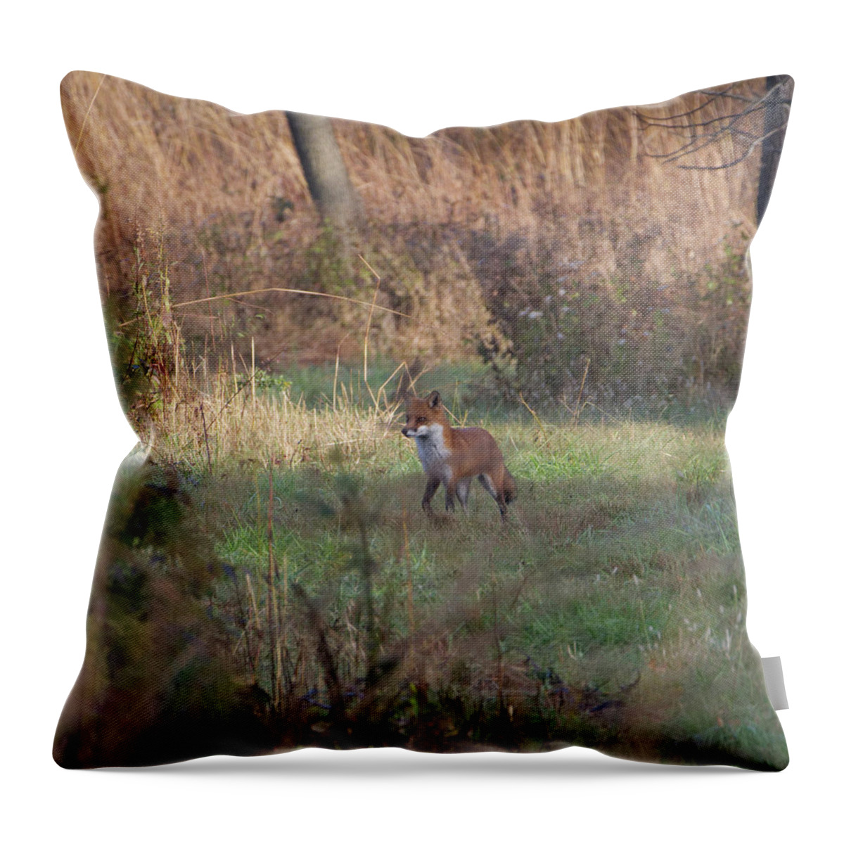 Animal Throw Pillow featuring the photograph Fox on prowl by Paul Ross
