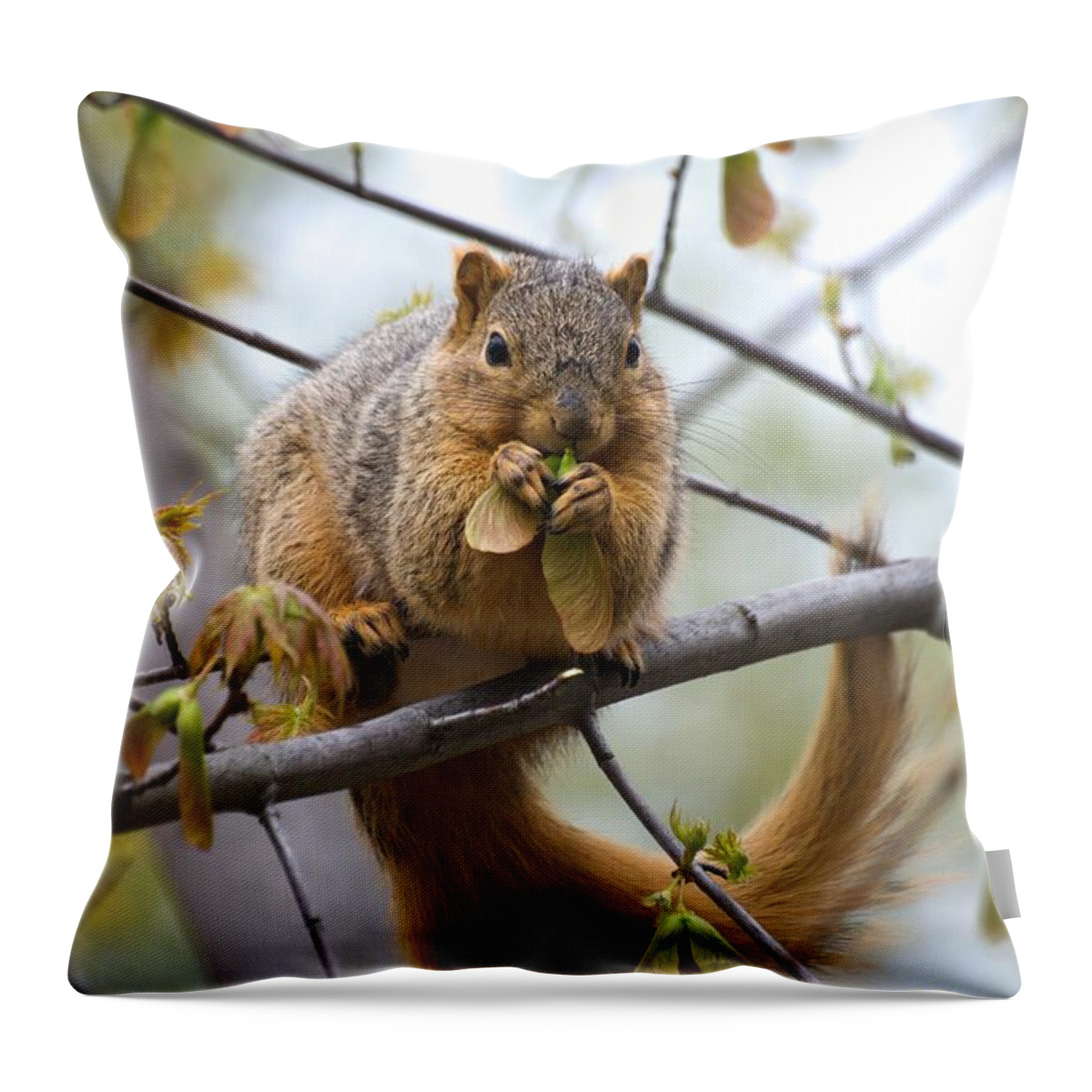 Fox Squirrel Throw Pillow featuring the photograph Fox Squirrel Eating Helicopters by Don Northup