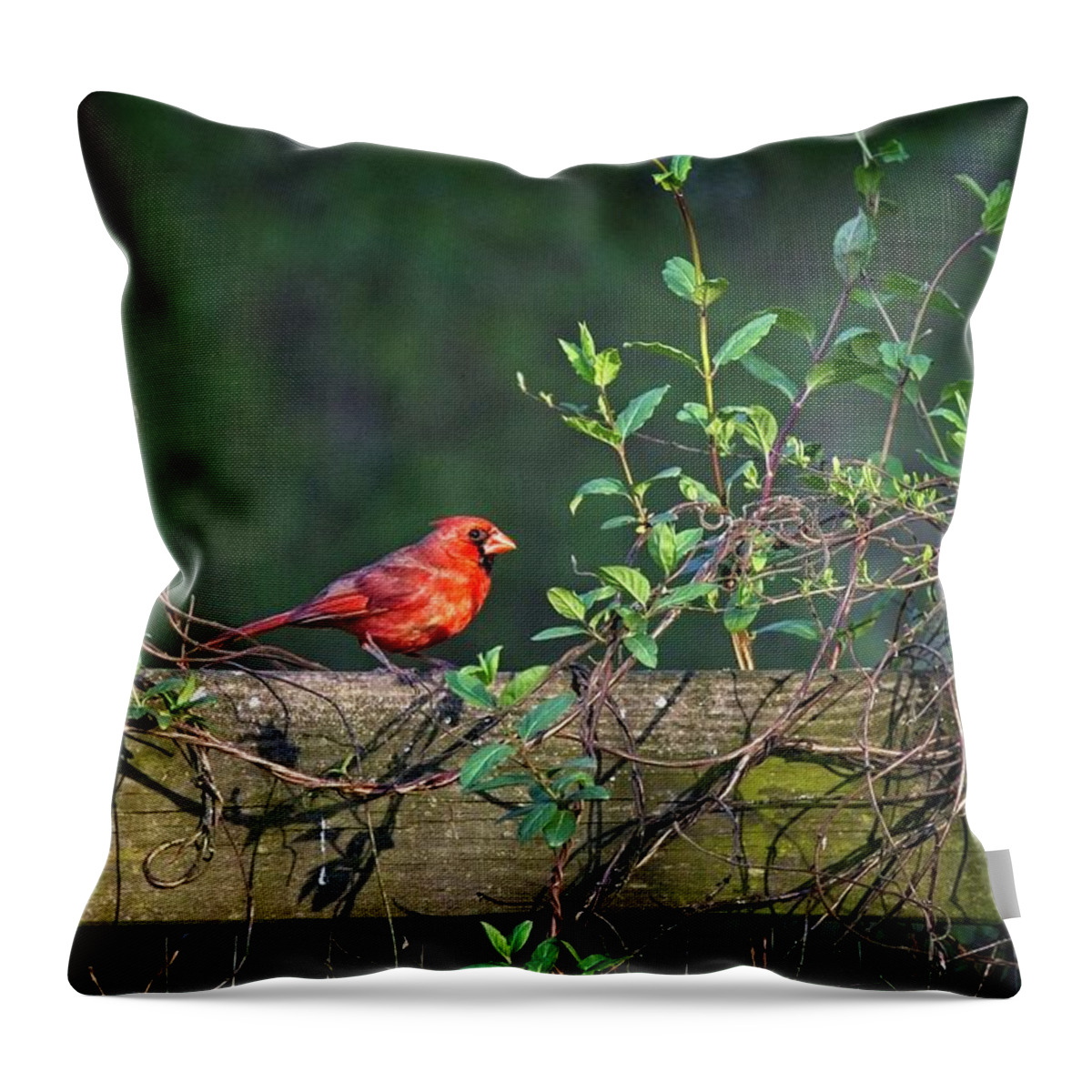 Wildlife Throw Pillow featuring the photograph Framed Cardinal by John Benedict