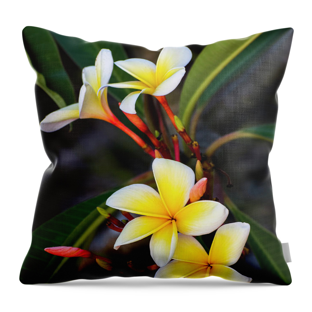 Frangipani Throw Pillow featuring the photograph Frangipani Beauty by Ginger Stein