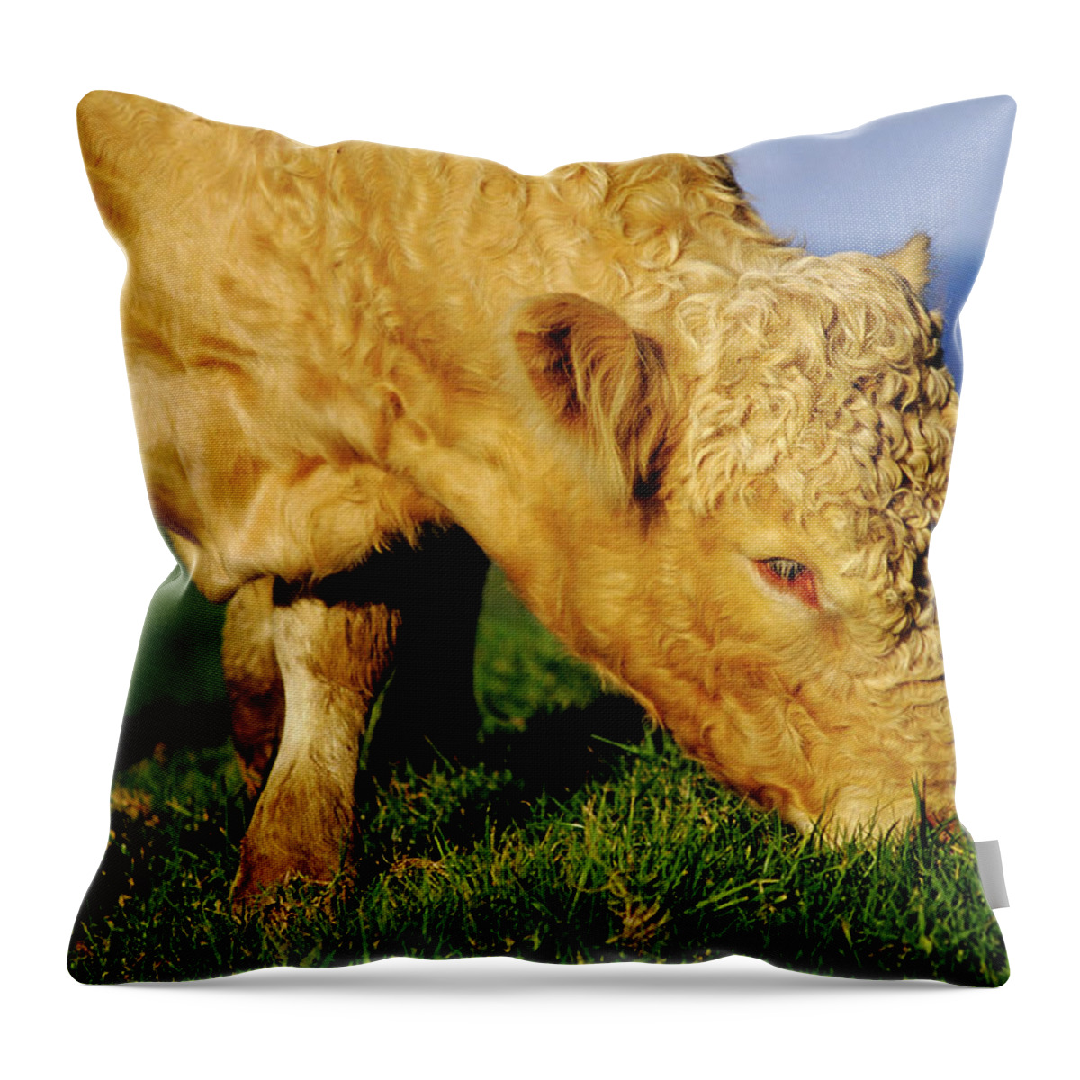 Grass Throw Pillow featuring the photograph Free Range Cow by Tammy616