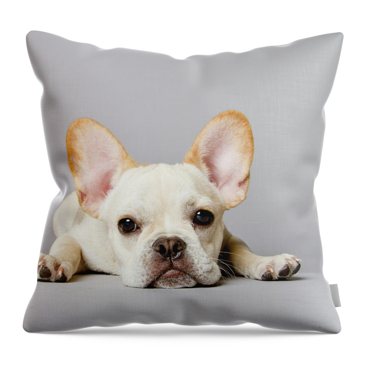 Pets Throw Pillow featuring the photograph French Bulldog by Square Dog Photography