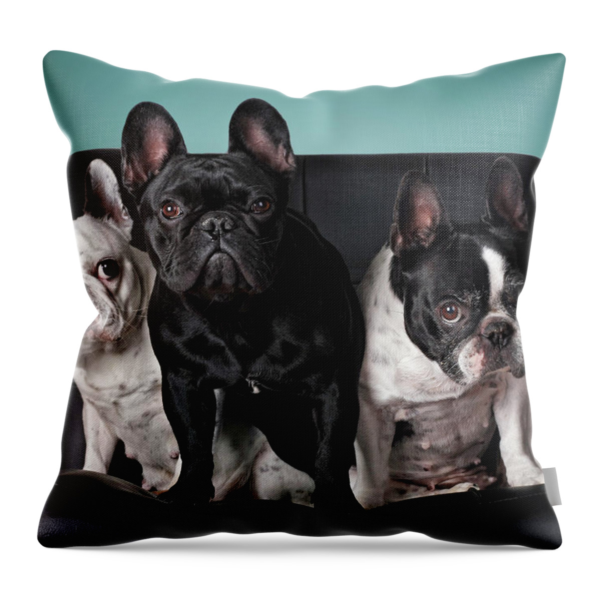 Pets Throw Pillow featuring the photograph French Bulldogs by Retales Botijero