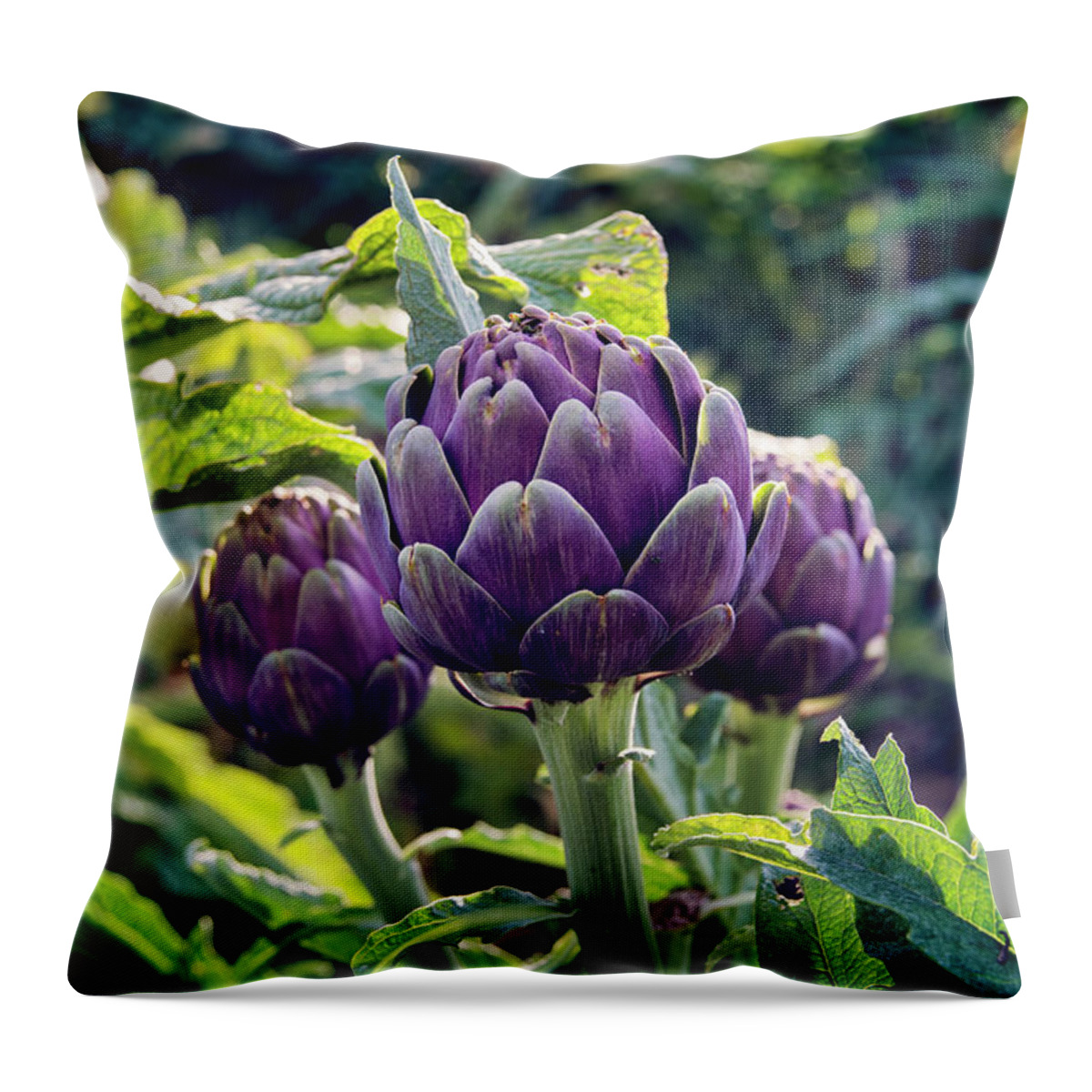 Agricultural Activity Throw Pillow featuring the photograph Fresh Globe Artichokes Growing In A Farm by Laura Battiato