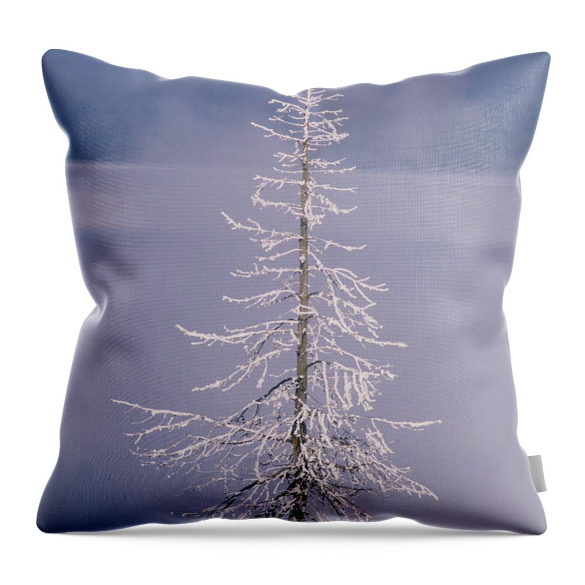 Lodgepole Pine Throw Pillow featuring the photograph Frost On Lodgepole Pine by Gail Shumway