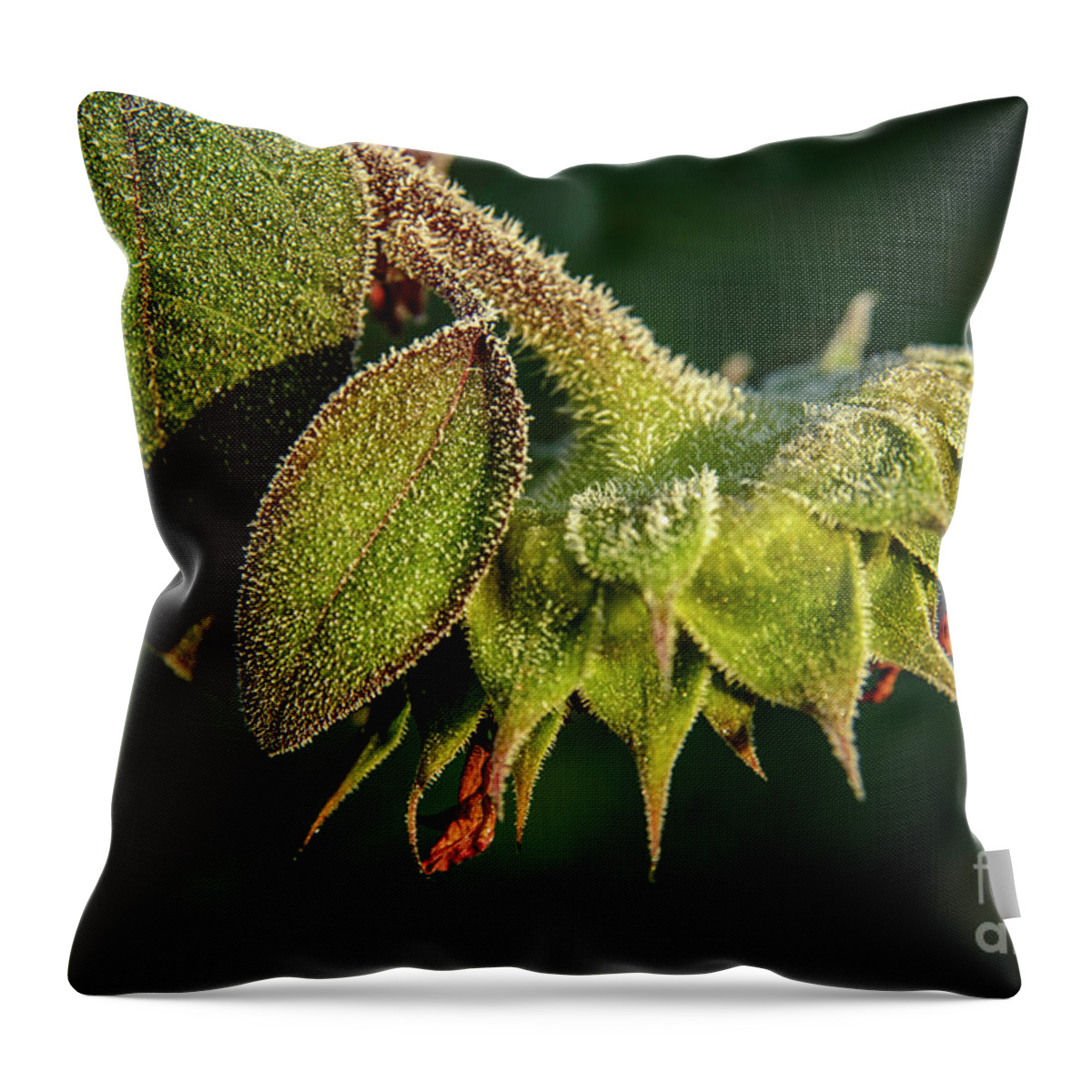 Maine Throw Pillow featuring the photograph Frost on Sunflower by Alana Ranney