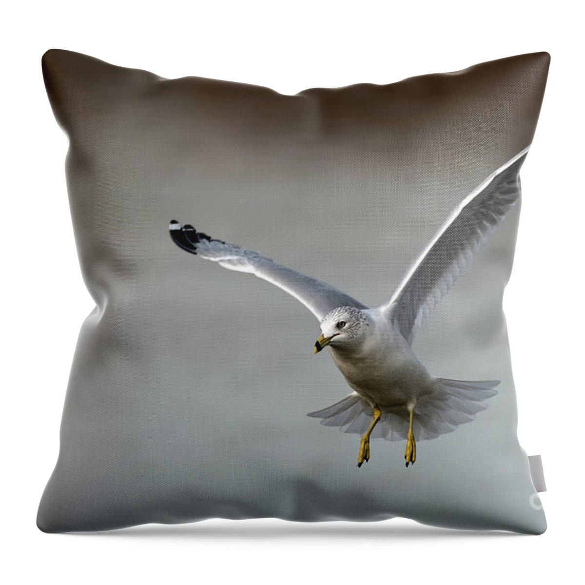 Ring Billed Gull Throw Pillow featuring the photograph Frozen in time by Sam Rino