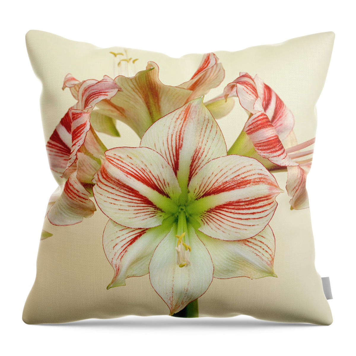 Fragility Throw Pillow featuring the photograph Full Bloom by Brianhaslam