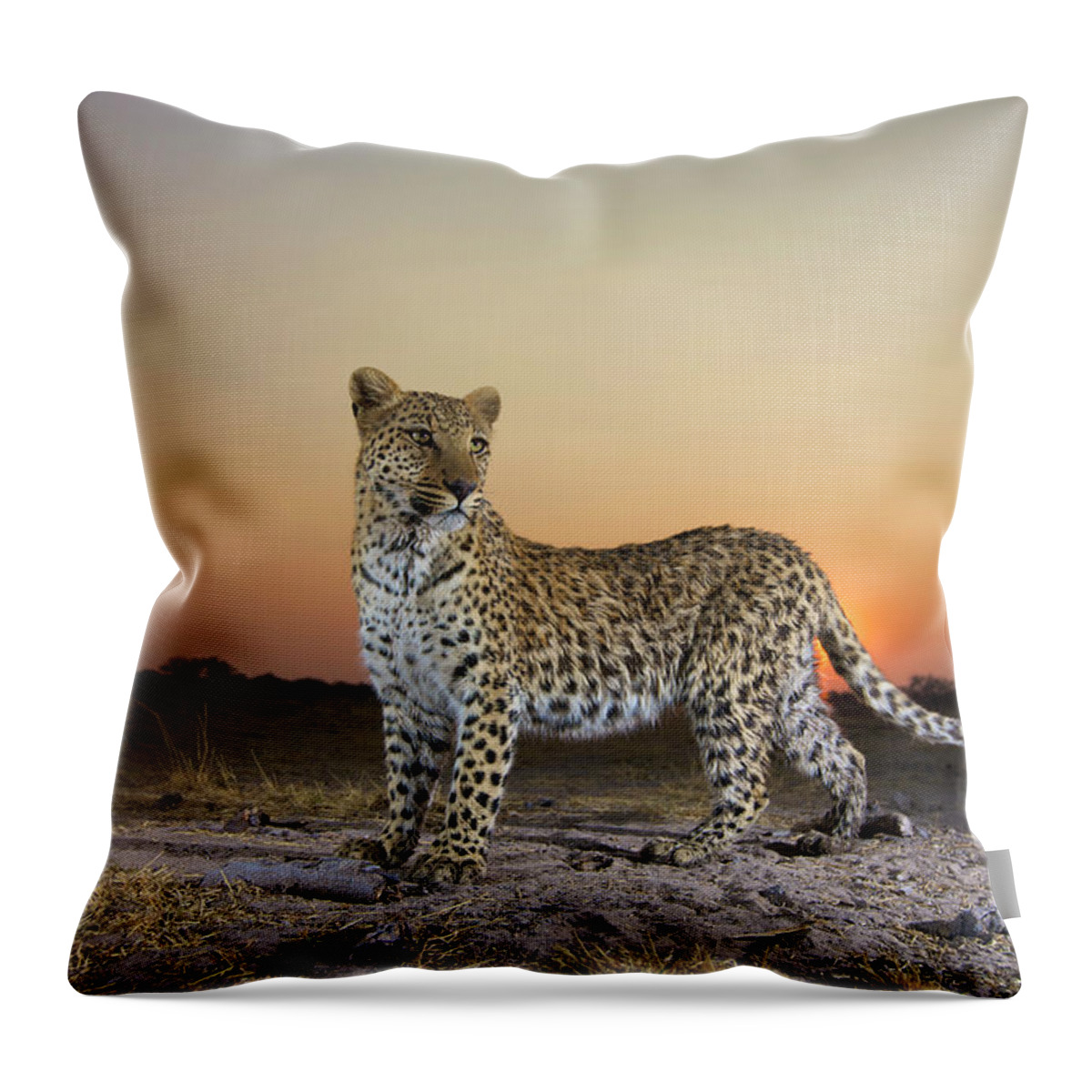 Alertness Throw Pillow featuring the photograph Full Length View Of Leopard Panthera by Heinrich Van Den Berg
