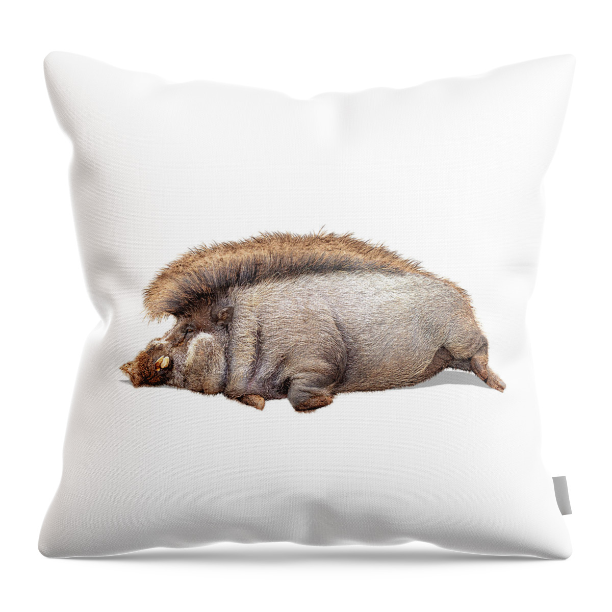 Warty Pig Throw Pillow featuring the photograph Warty Pig Named Bavani by Good Focused