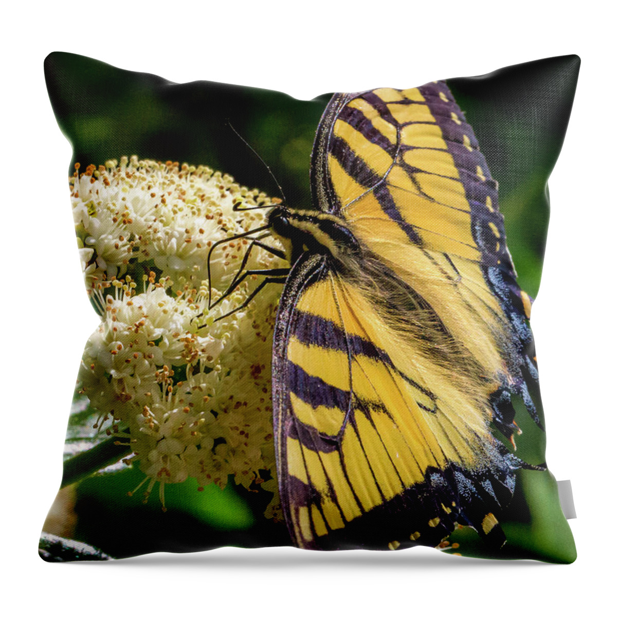 Butterfly Throw Pillow featuring the photograph Fuzzy Butterfly by Lora J Wilson
