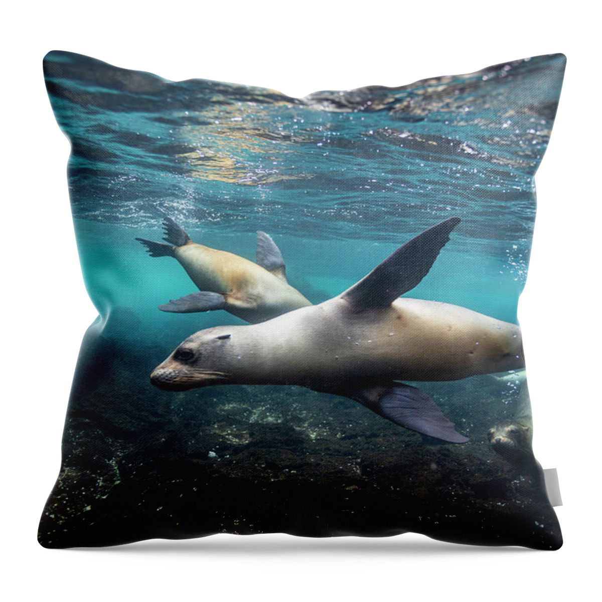 Suzi Eszterhas Throw Pillow featuring the photograph Galapagos Sea Lions Swimming by Suzi Eszterhas