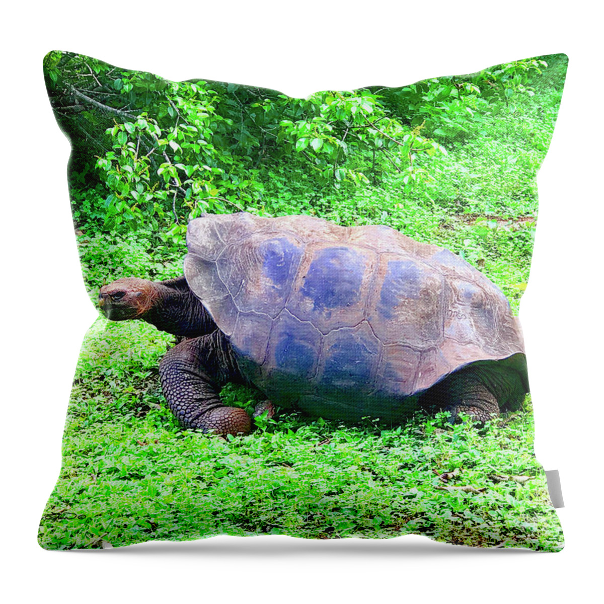 Galapagos Throw Pillow featuring the photograph Galapagos Tortuga by Carey Chen
