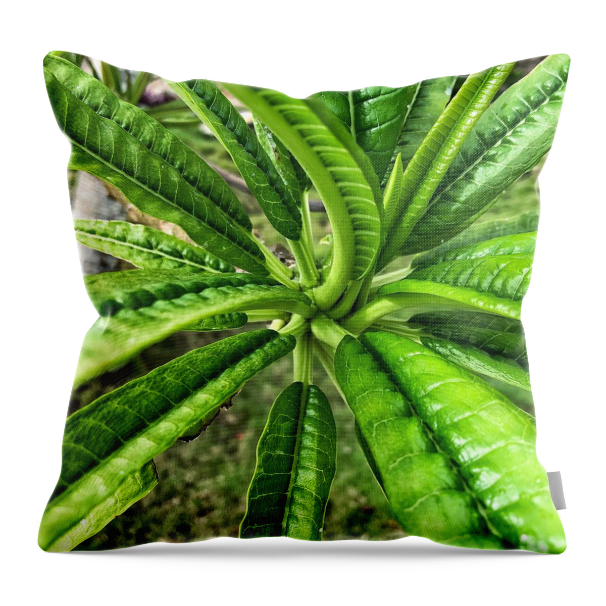 Tropical Climate Throw Pillow featuring the photograph Garden Croton Plant by Jori Reijonen