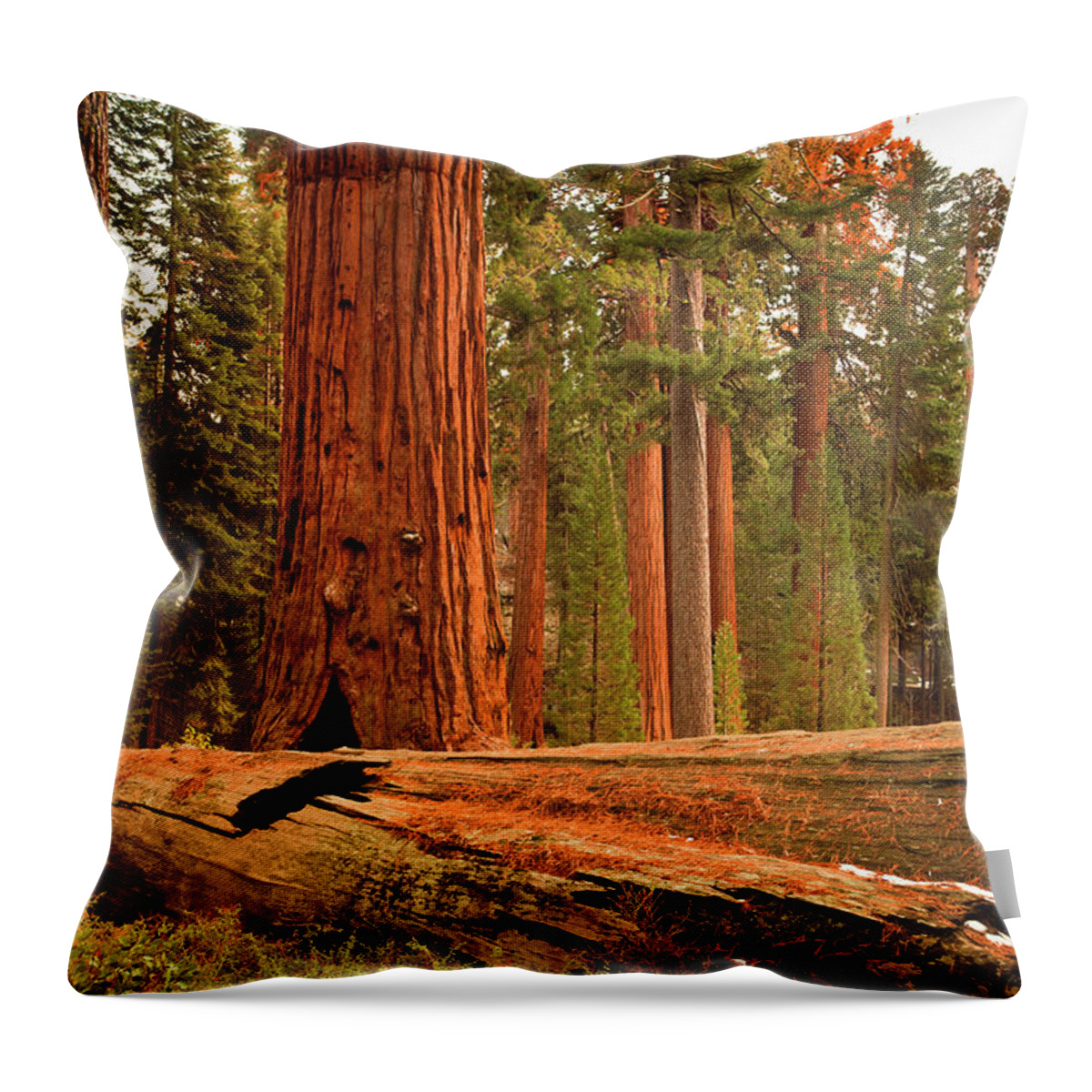 Sequoia Tree Throw Pillow featuring the photograph General Grant Grove Trees by Pgiam