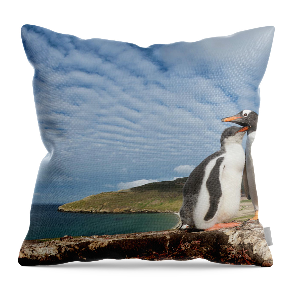 Animal In Habitat Throw Pillow featuring the photograph Gento Penguin And Chick On Coast by Tui De Roy