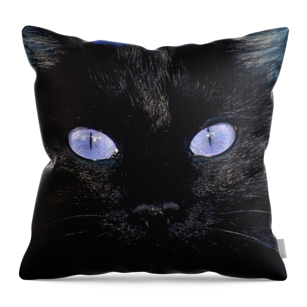 Black Cat Throw Pillow featuring the photograph Ghost In a Blue Mood by Toni Hopper