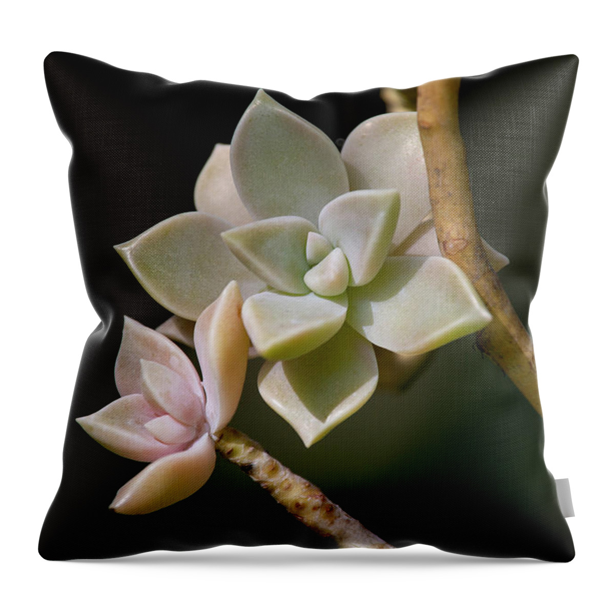 Plants Throw Pillow featuring the photograph Ghost Plant by Dale Kincaid