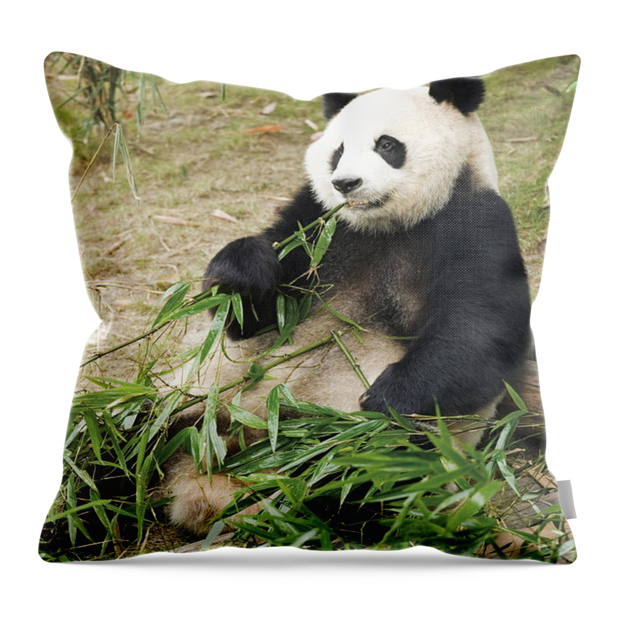Bamboo Throw Pillow featuring the photograph Giant Panda Eating Bamboo Leaves, China by Gyro Photography/amanaimagesrf