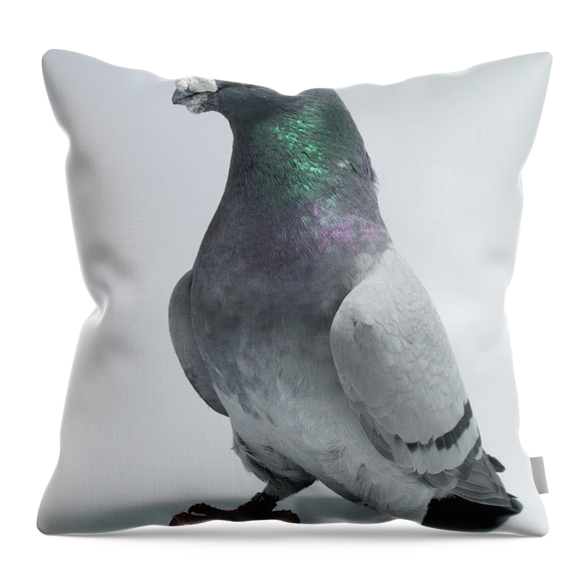 Pigeon Throw Pillow featuring the photograph American Show Racer by Nathan Abbott