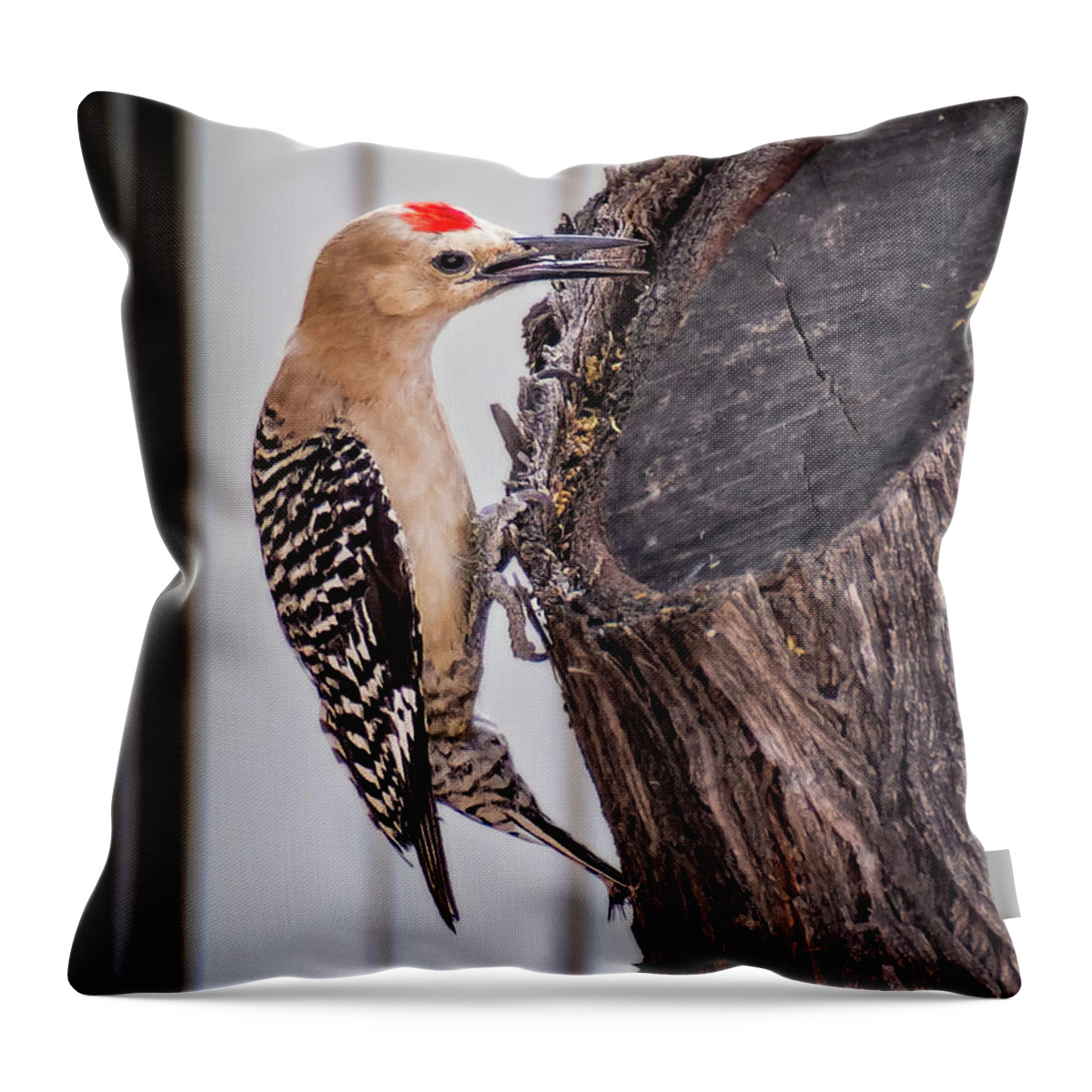 Gila Woodpecker Throw Pillow featuring the photograph Gila Woodpecker v1950 by Mark Myhaver