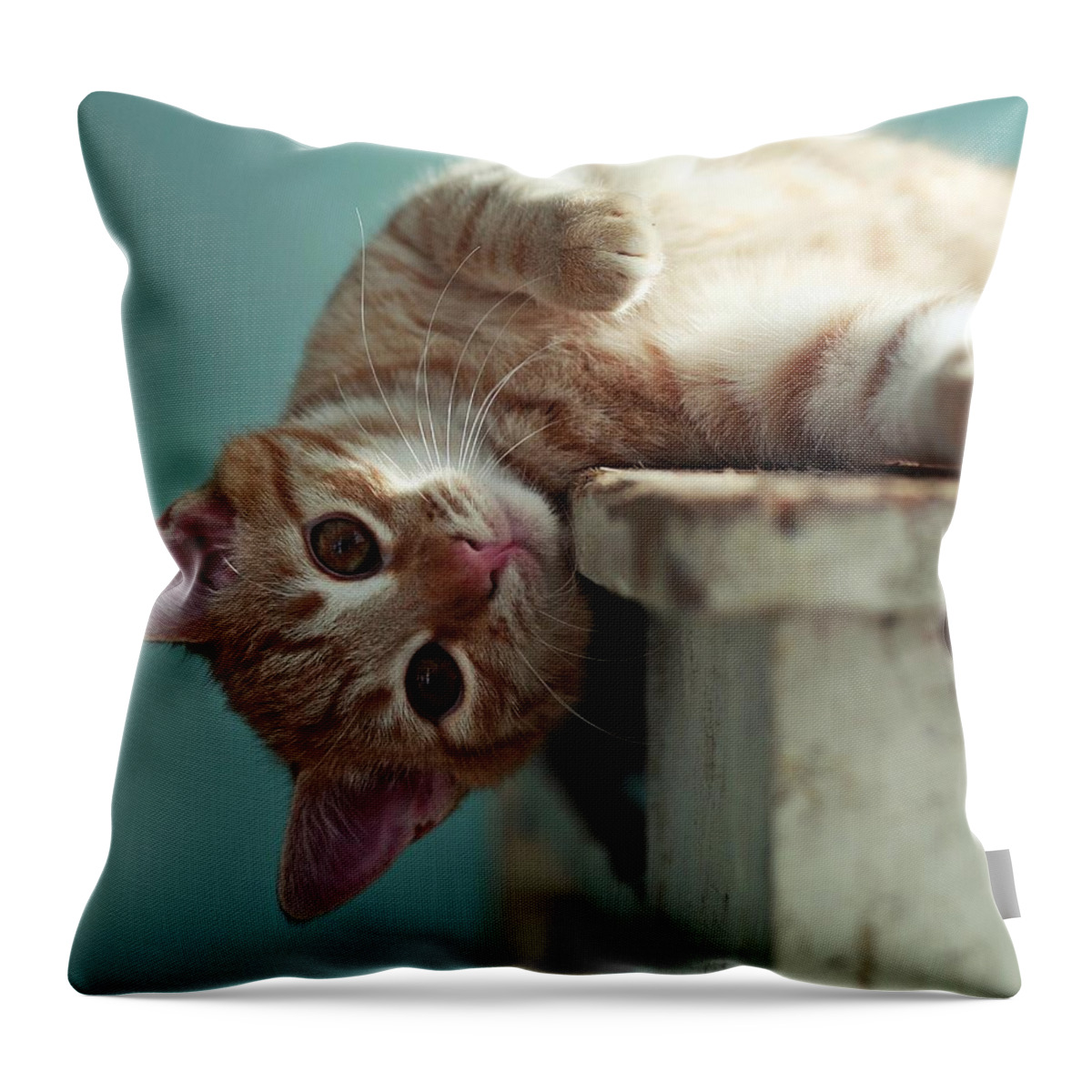 Pets Throw Pillow featuring the photograph Ginger Cat Leaning Over Table Looking by By Julie Mcinnes