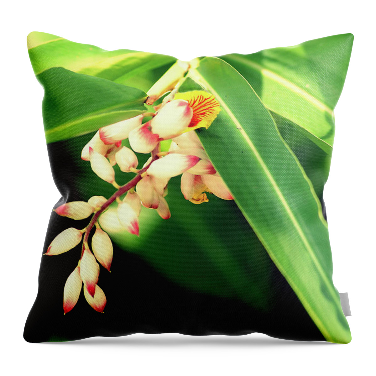 Shell Ginger Throw Pillow featuring the photograph Shell Ginger by Hilda Wagner