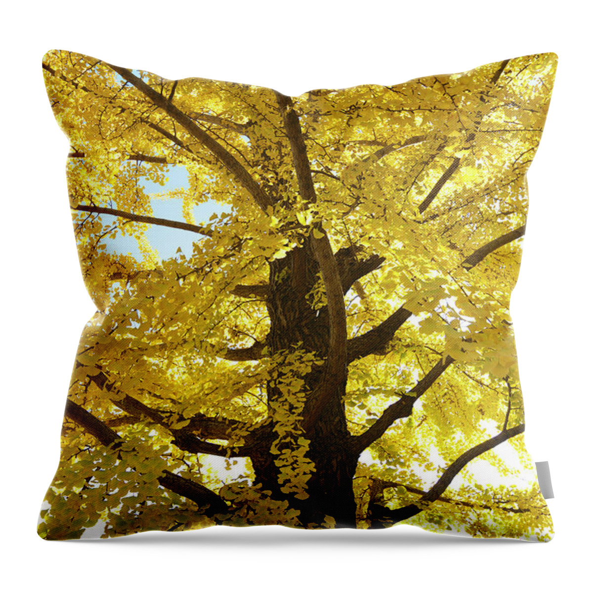 Ginkgo Tree Throw Pillow featuring the photograph Gingko Tree In Autumn, Tokyo by Wada Tetsuo/a.collectionrf