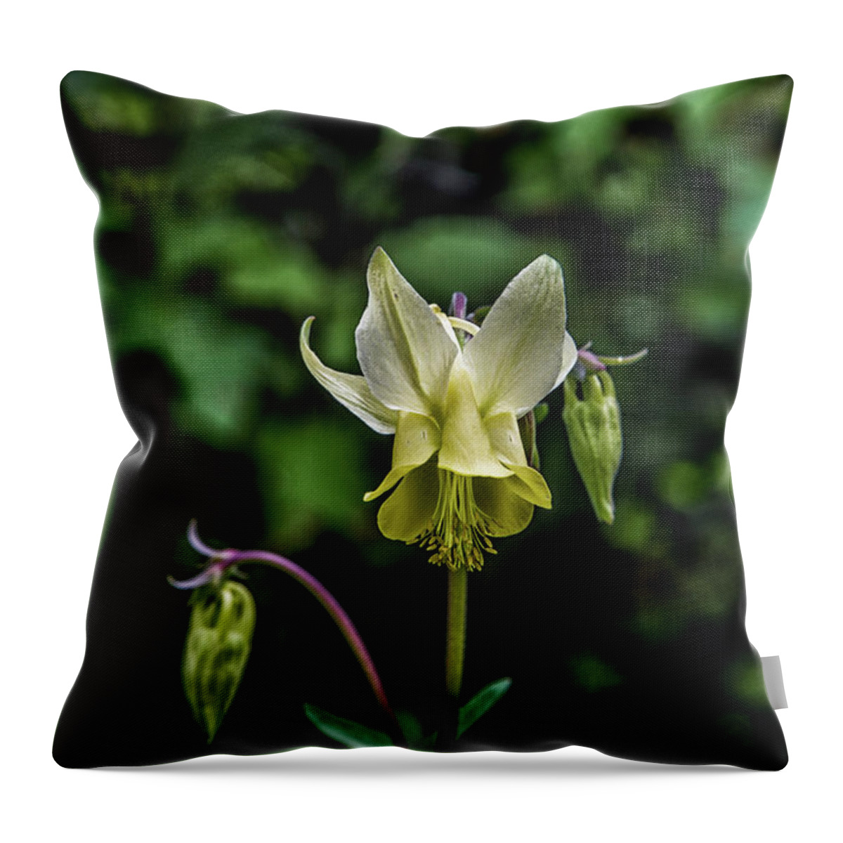 Flowers Throw Pillow featuring the photograph Glacier Lily by Kathy McClure