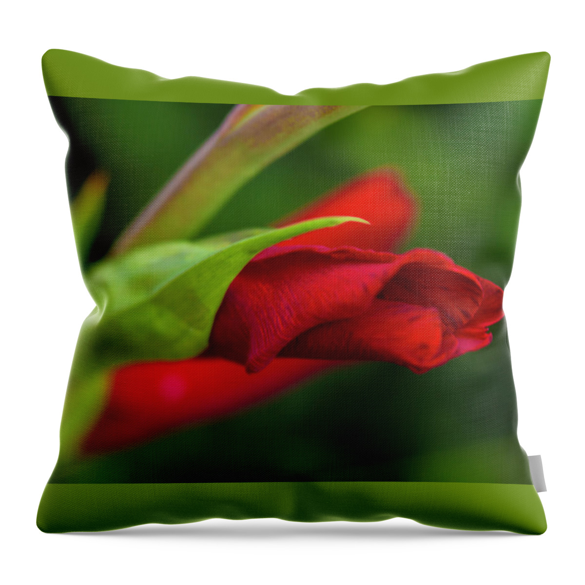 Flower Throw Pillow featuring the photograph Gladiolus by Diane Fifield