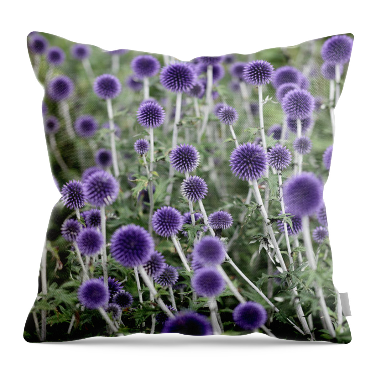 Flowerbed Throw Pillow featuring the photograph Globe Thistle Flowers by Secablue