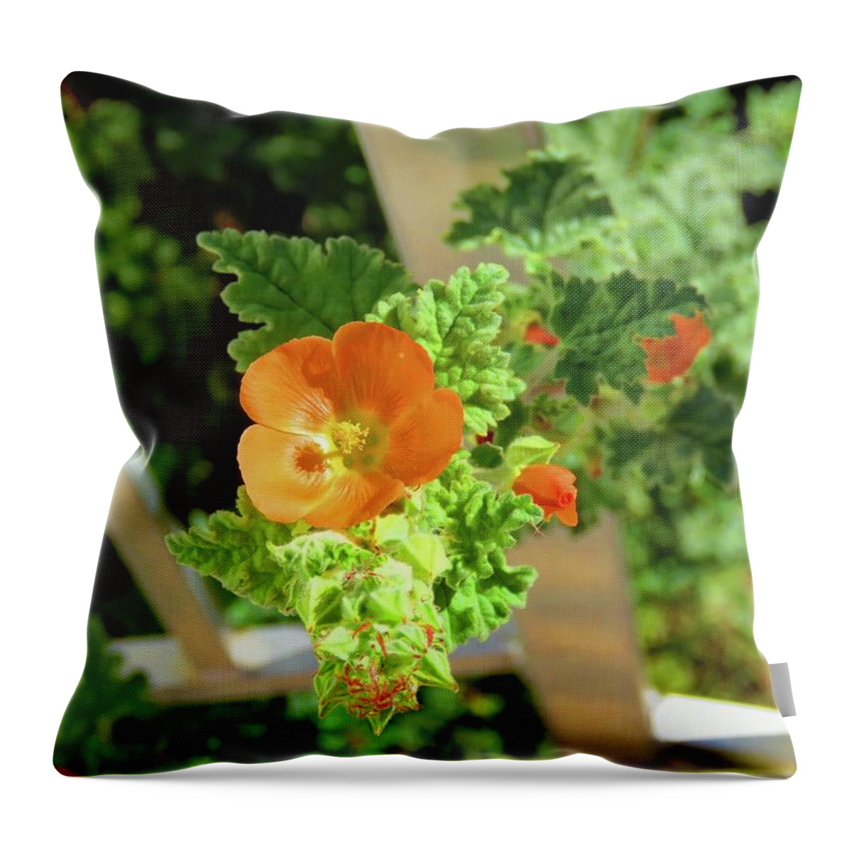 Arizona Throw Pillow featuring the photograph Globemallow Coming Through by Judy Kennedy