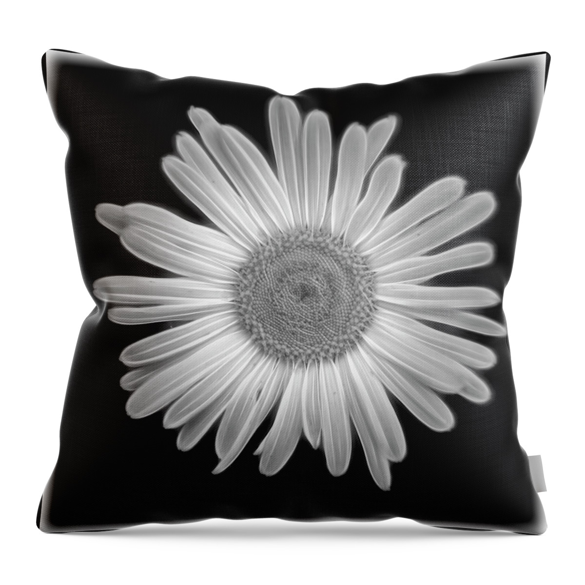 Black Throw Pillow featuring the photograph Glowing Daisy by Cathy Kovarik