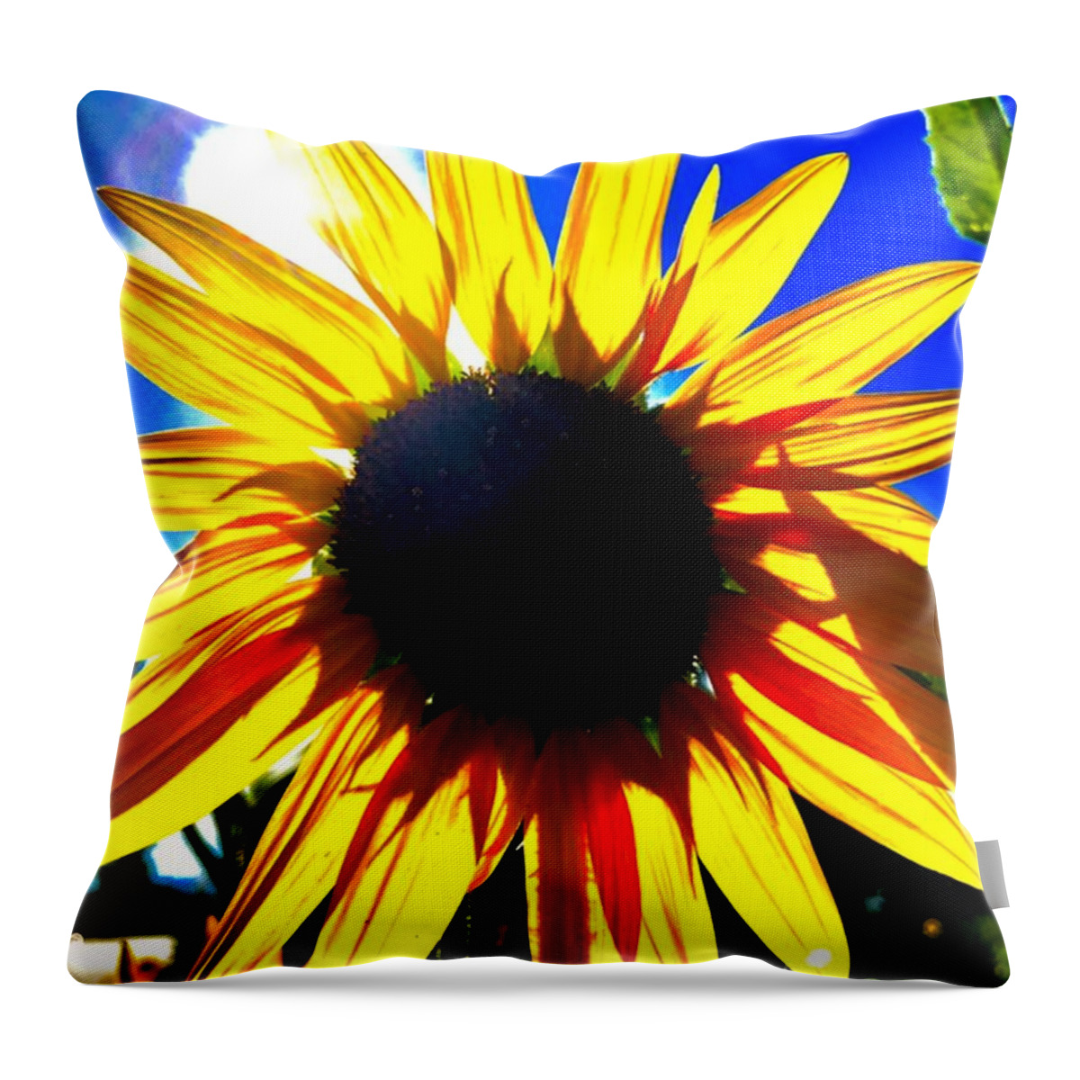 Sunflower Throw Pillow featuring the photograph Glowing Sunflower by Jim DeLillo