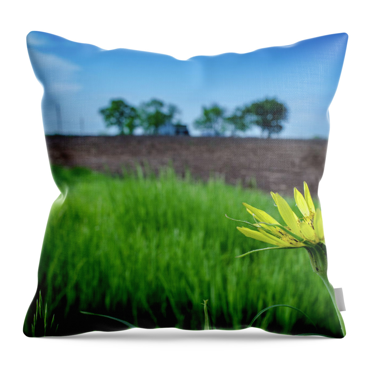 Flower Throw Pillow featuring the photograph Goat's Beard on Nelson Farm II by Jeff Phillippi