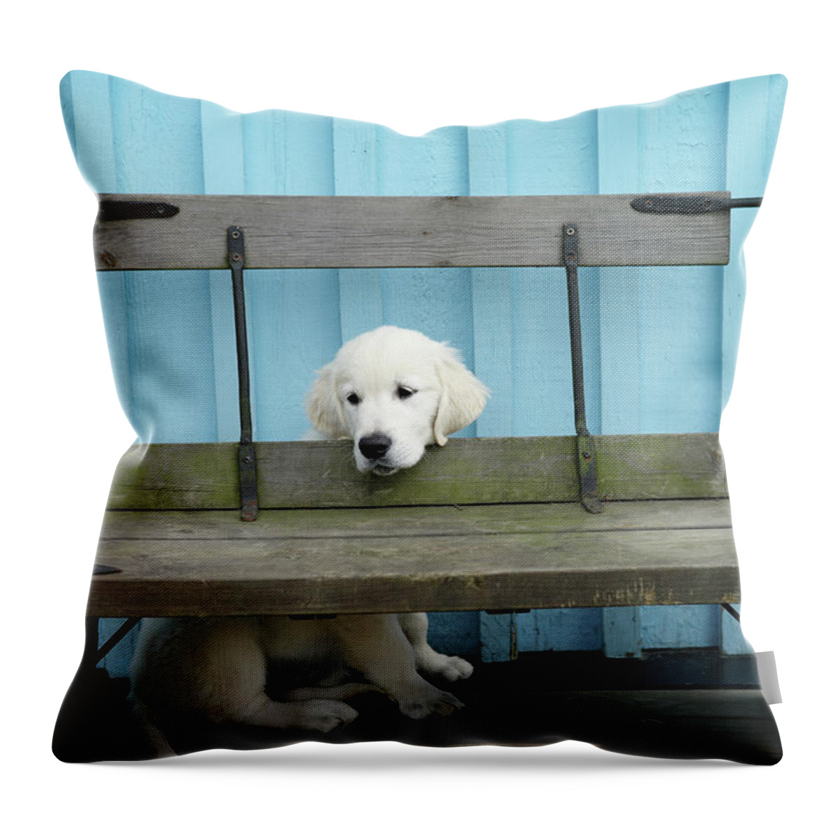 Pets Throw Pillow featuring the photograph Golden Retrieven Puppy by Mikael Törnwall