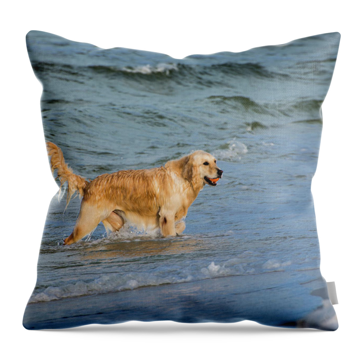 Pets Throw Pillow featuring the photograph Golden Retriever Beach by Ray Sandusky / Brentwood, Tn