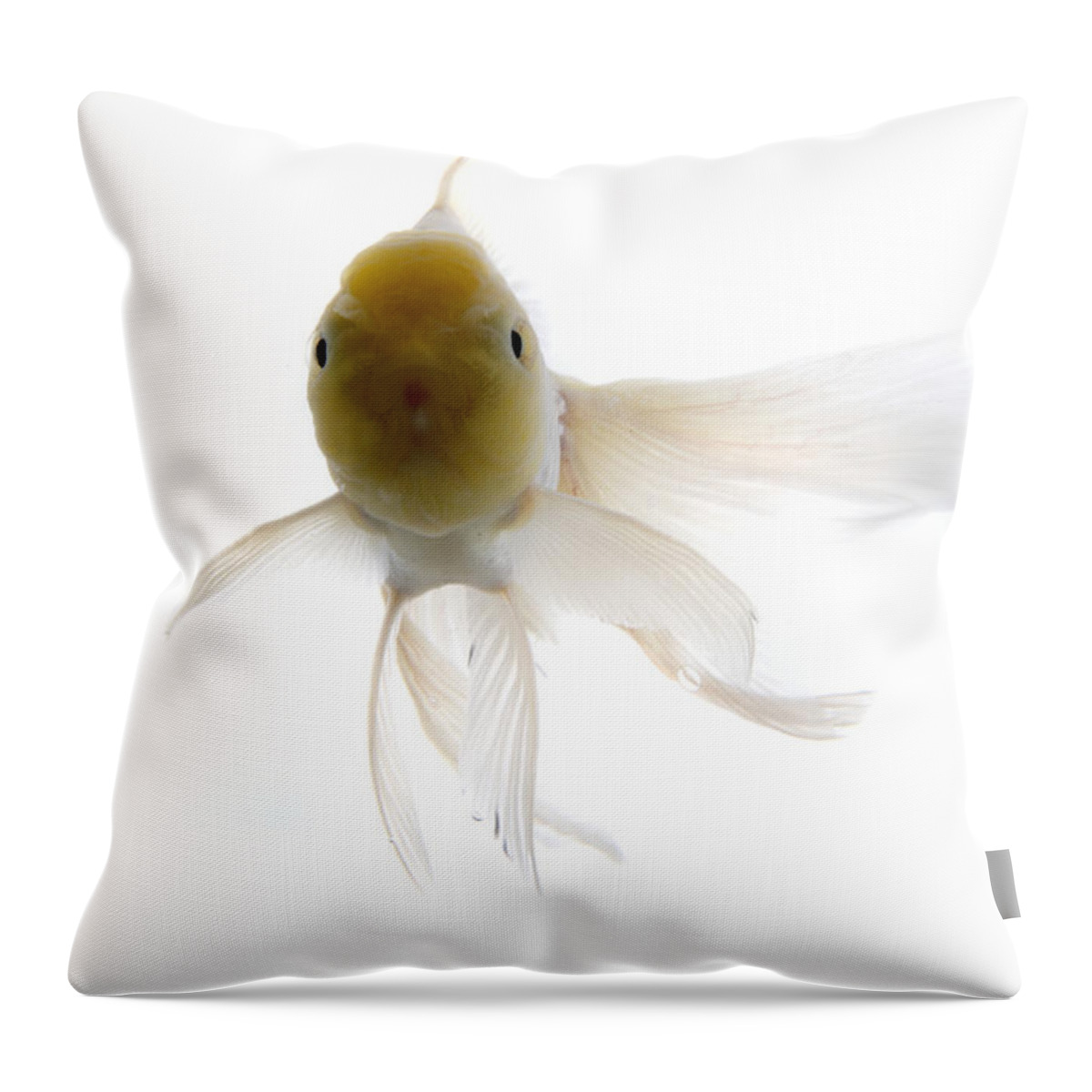 White Background Throw Pillow featuring the photograph Goldfish Against White Background by Jun Takahashi