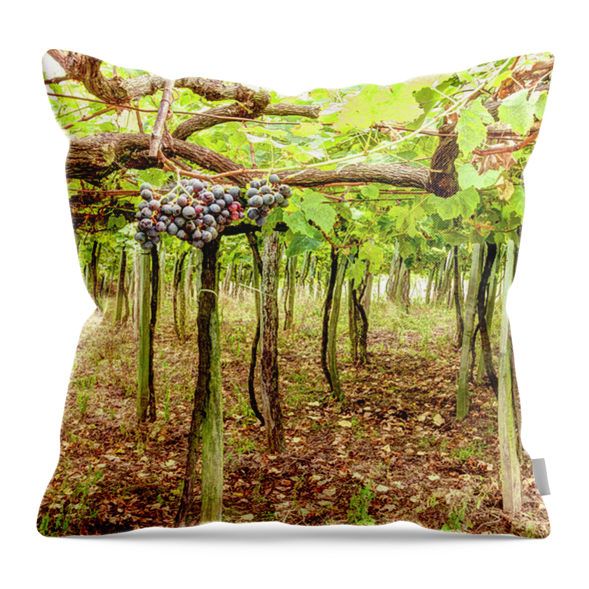 Grape Throw Pillow featuring the photograph Grapes on a Vineyard by Weston Westmoreland