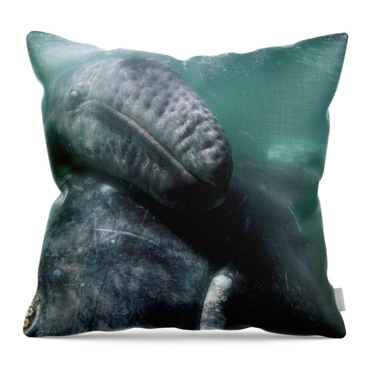 00568611 Throw Pillow featuring the photograph Gray Whale Lifting Calf To Surface by Hiroya Minakuchi