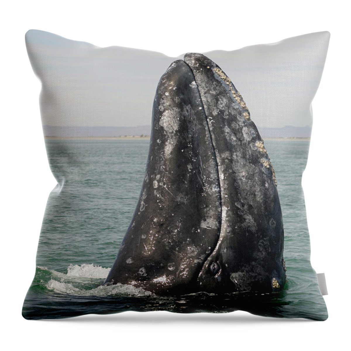 00560756 Throw Pillow featuring the photograph Gray Whale Spyhopping by Hiroya Minakuchi