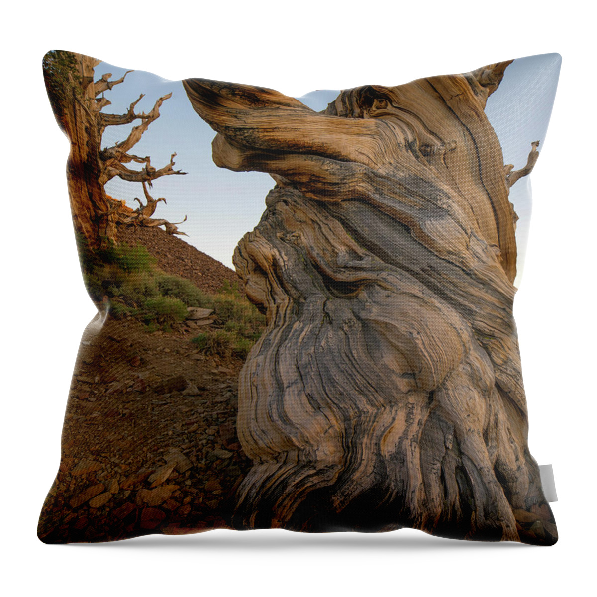 00571584 Throw Pillow featuring the photograph Great Basin Bristlecone Pines, Inyo National Forest, California by Tim Fitzharris
