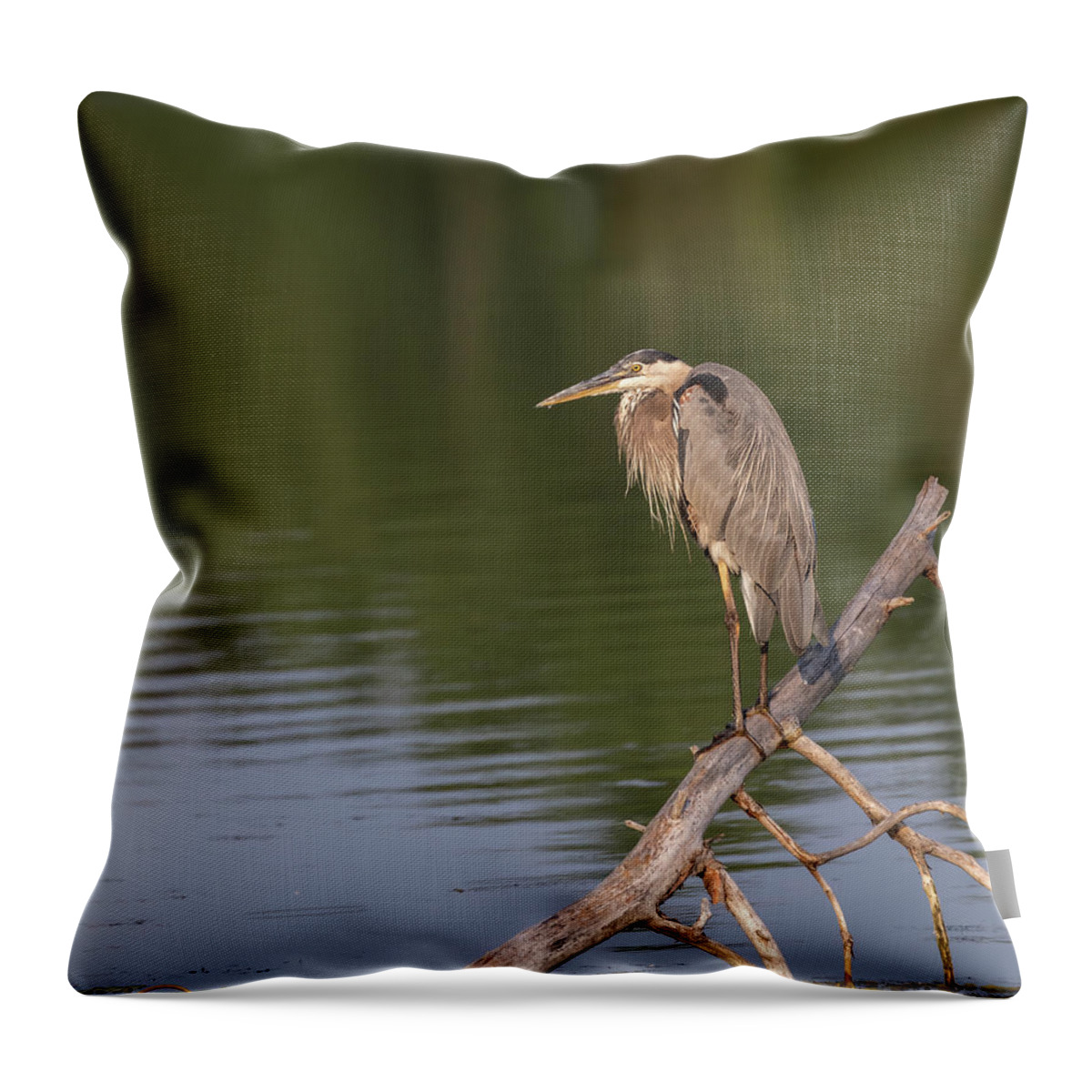Great Blue Heron Throw Pillow featuring the photograph Great Blue Heron 2019-15 by Thomas Young